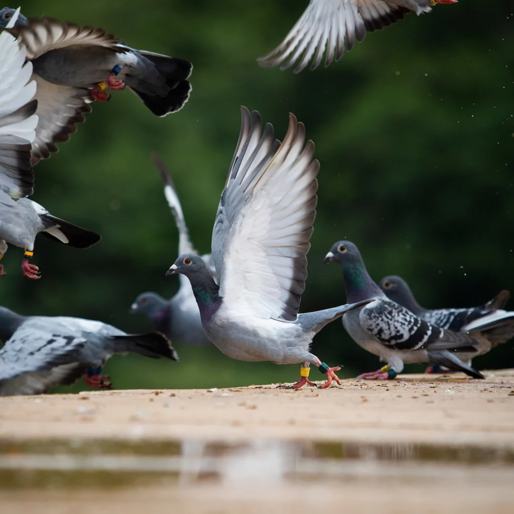 dépigeonnage